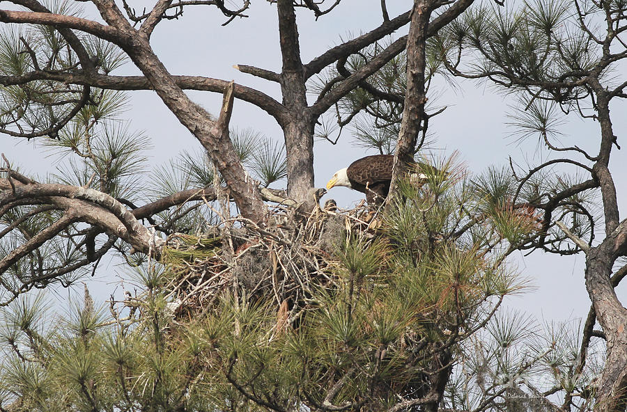 Eagle And Babies Photograph By Deborah Benoit 