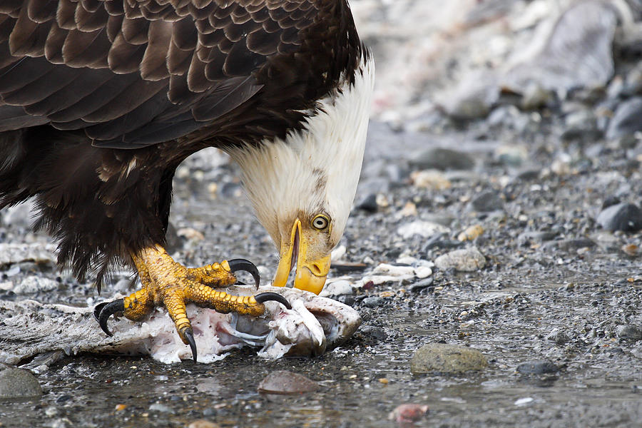 Eagle and his catch Photograph by Tracey Hunnewell