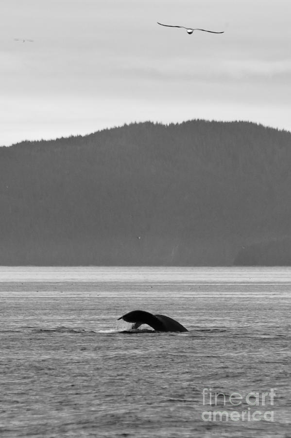 Black And White Photograph - Eagle and the Whale by Darcy Michaelchuk
