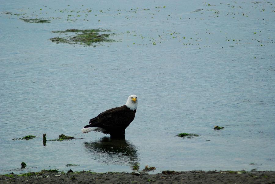 Eagle at Low Tide Photograph by Wanda Jesfield