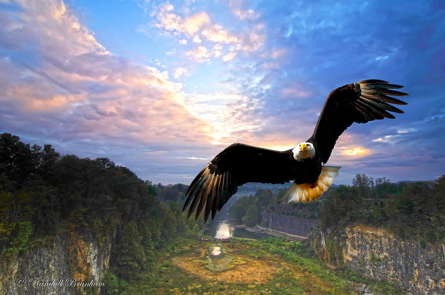 Eagle at Paint Creek Dam Photograph by Randall Branham