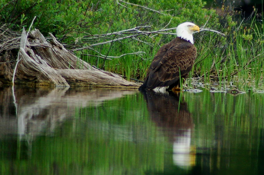 Eagle at Rest Photograph by Peter DeFina