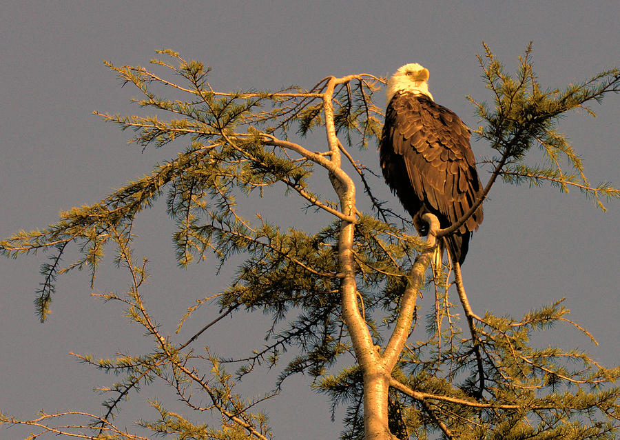 Eagle at Sunset Photograph by Lawrence Christopher