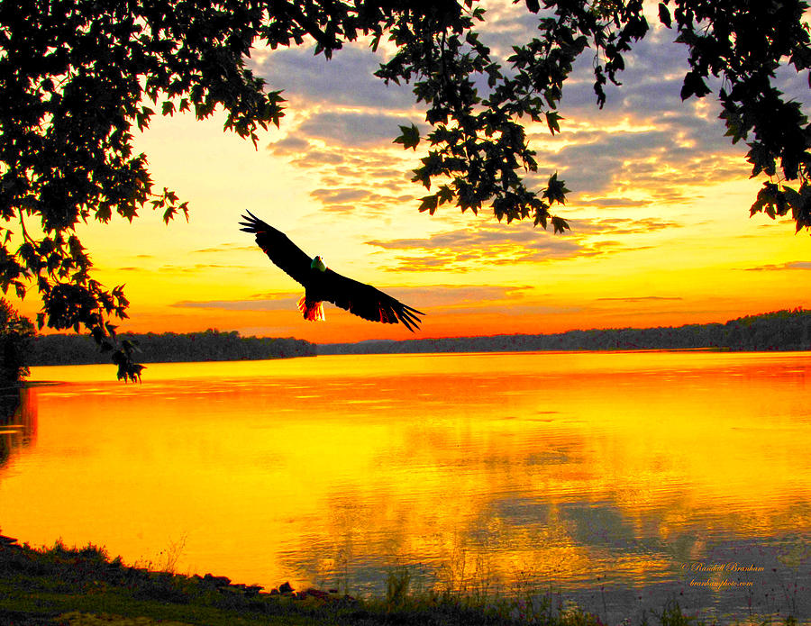 Eagle at sunset Photograph by Randall Branham