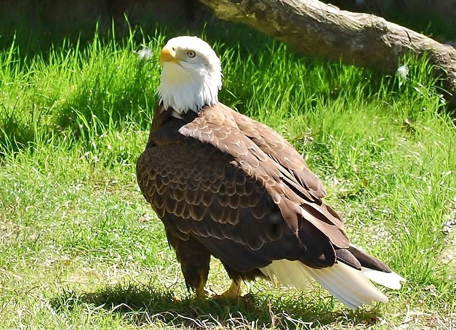 Eagle Photograph by Bill Hosford
