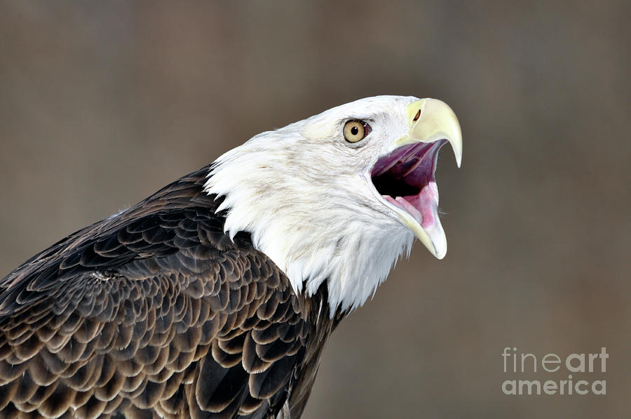 Eagle Call Photograph by Ronald Grogan