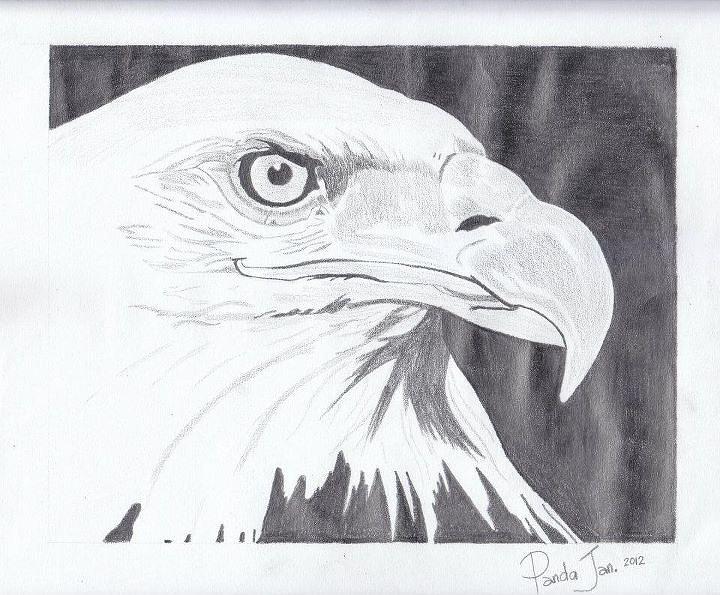 Eagle Drawing by Cherryl Fernandez - Fine Art America