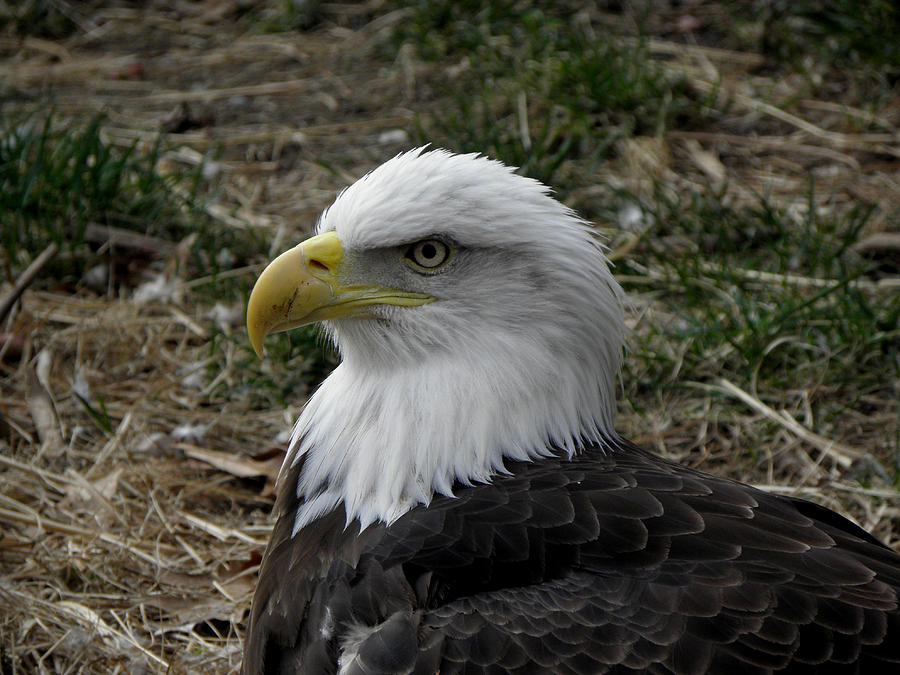 Eagle Eye Photograph by Kim Galluzzo