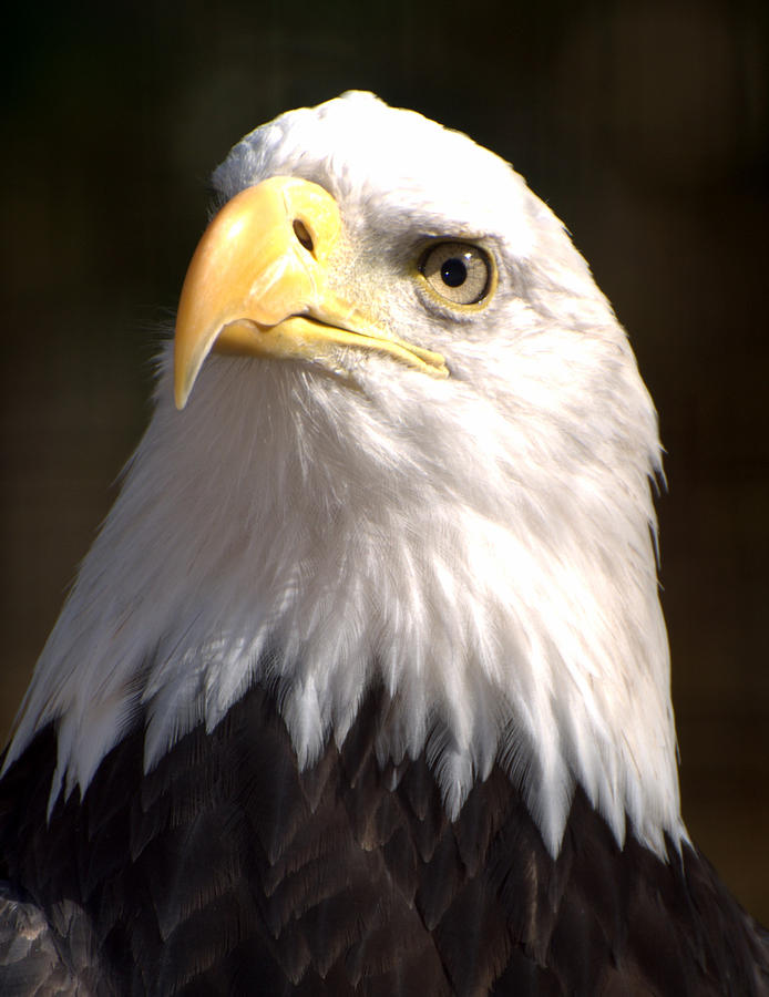 Eagle Photograph - Eagle Eye by Marty Koch