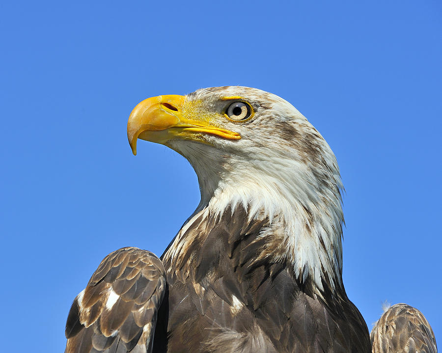 Eagle Eye Photograph by Tony Beck