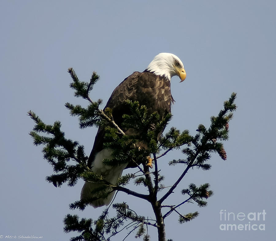 Eagle Eye Vista Photograph by Mitch Shindelbower