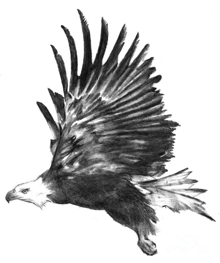 Bald Eagle Flying Hand Draw Sketch Black Line on White Background Stock  Illustration - Illustration of hunt, ico… | Eagle tattoos, Eagle drawing,  Small eagle tattoo