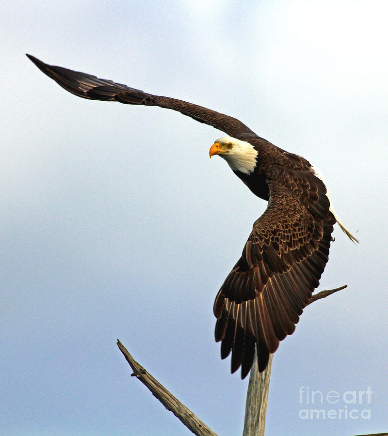 Eagle Flight-Wing Power Photograph by Larry Nieland