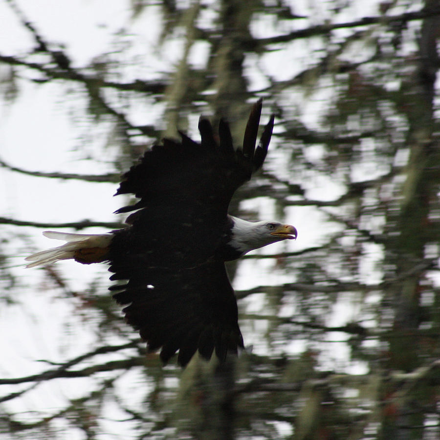 Eagle Fly By Photograph by Cathie Douglas