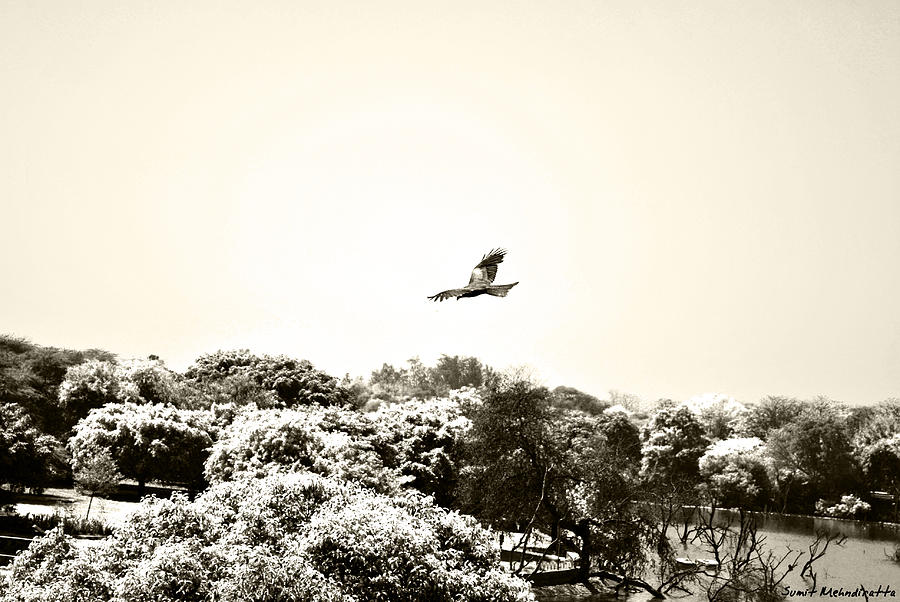 Eagle Flying Above The Forest Photograph by Sumit Mehndiratta