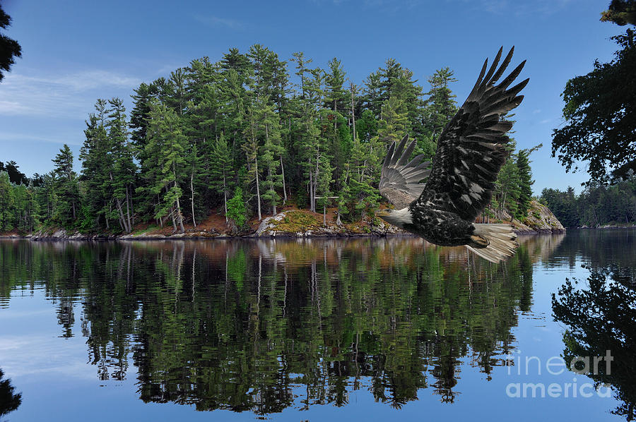 Eagle flying front of island Photograph by Dan Friend