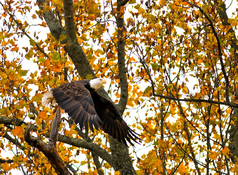 Eagle in Autumn Photograph by Randall Branham