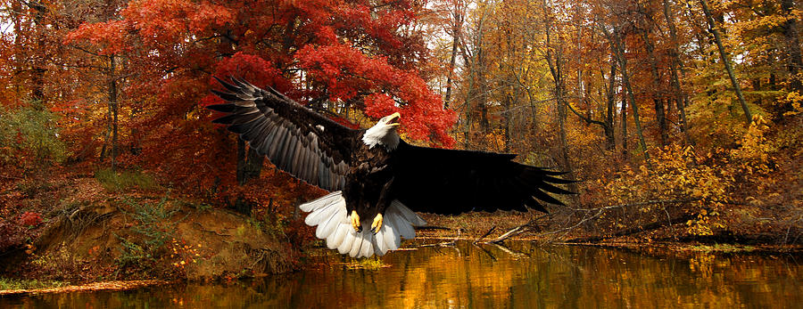 Eagle in Autumn Splendor Photograph by Randall Branham