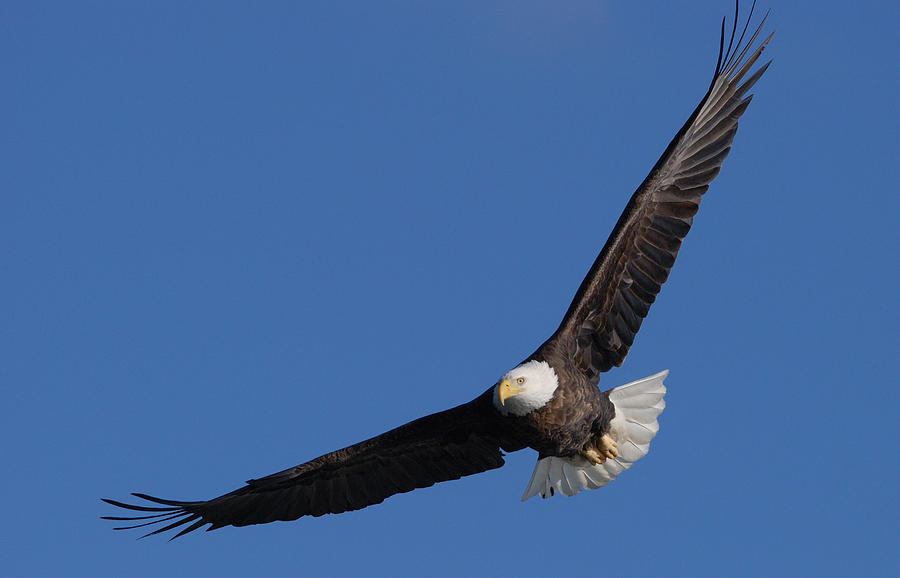 Eagle In Flight 5 Photograph by Janice Adomeit