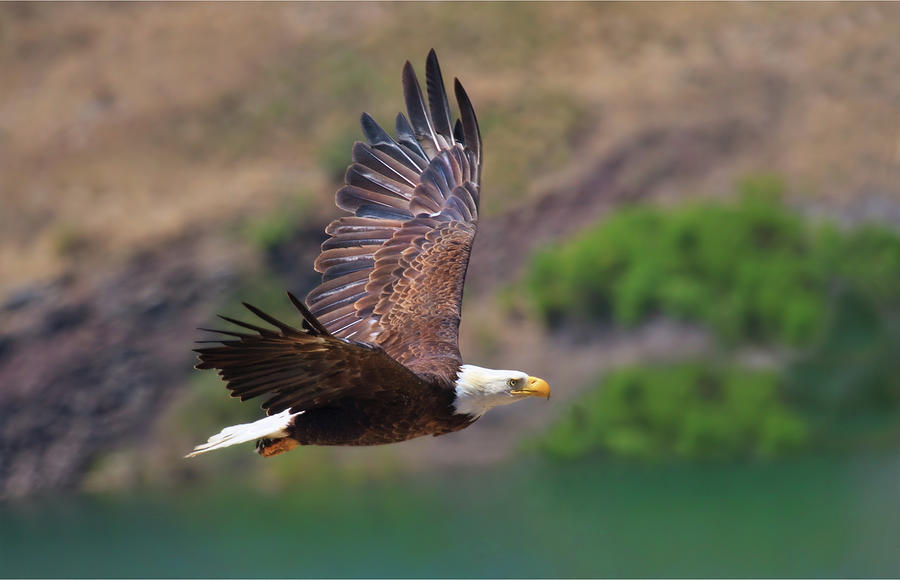 Eagle In Flight Photograph by Beth Sargent