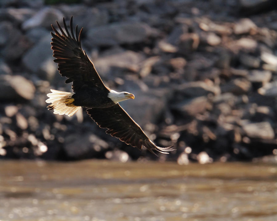 Eagle In Flight Photograph by Craig Leaper