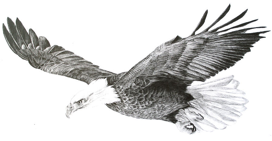'Eagle in Flight' Drawing by Sue Miles
