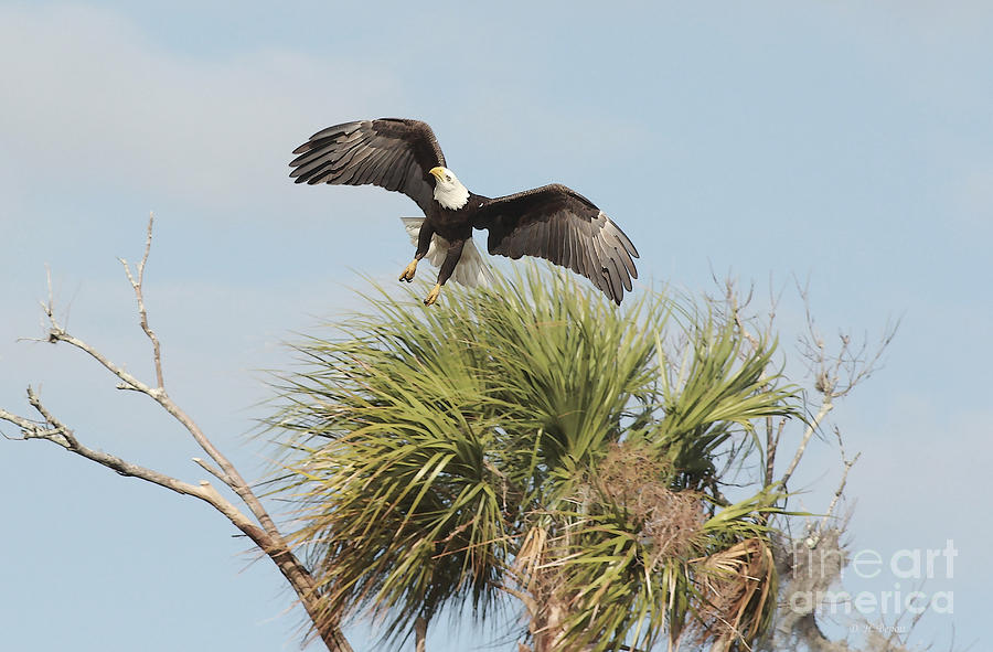 Eagle In The Palm Photograph by Deborah Benoit