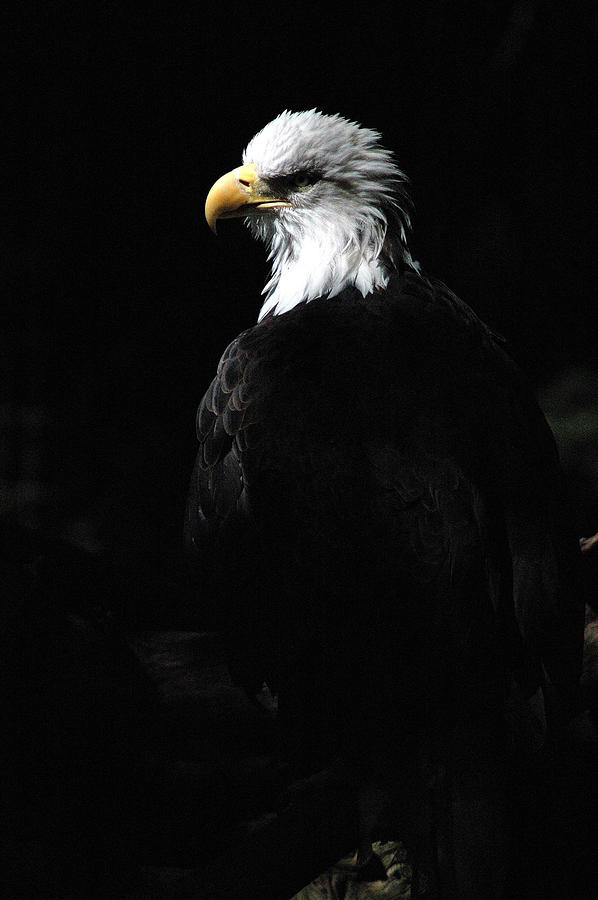Eagle in the Sun Ray Photograph by Wanda Jesfield
