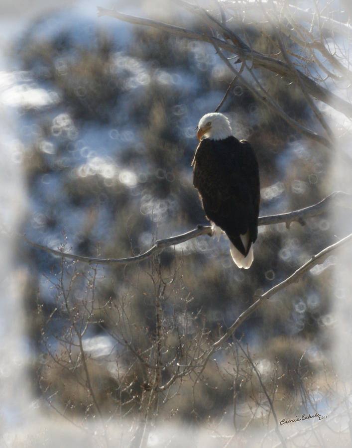 Eagle in Tree 2 Photograph by Ernest Echols