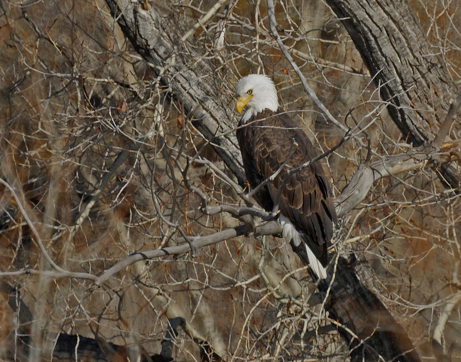 Eagle in Tree 3 Photograph by Ernest Echols