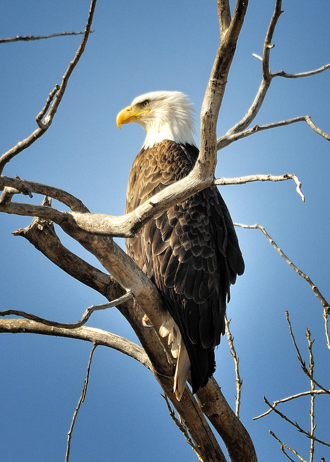 Eagle in Tree Photograph by Jonathan Abrams - Fine Art America