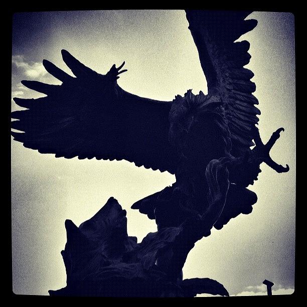 Eagle Photograph - #eagle #iphonesia #iphone #instagram by Juan  Alcocer