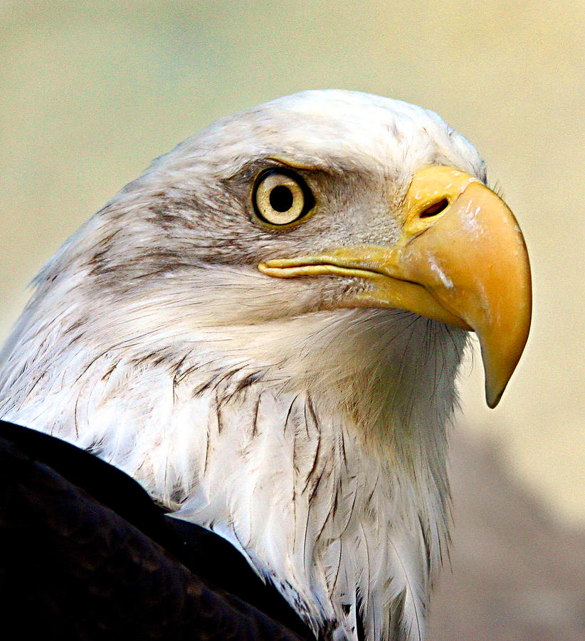 Eagle Portrait Photograph by Jean Noren