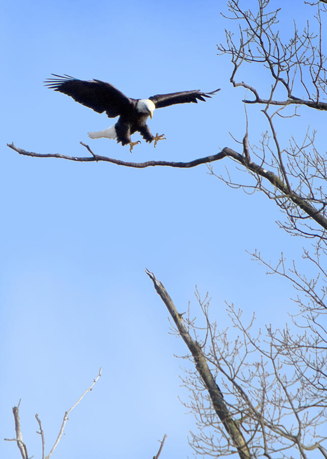 Eagle Lands Photograph by Chuck Ferrara Fine Art America