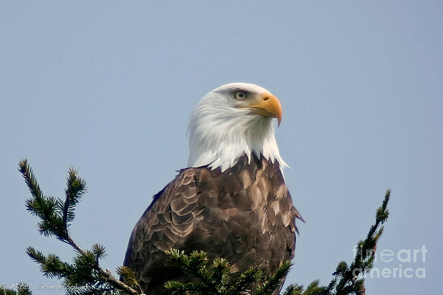 Eagle  Photograph by Mitch Shindelbower