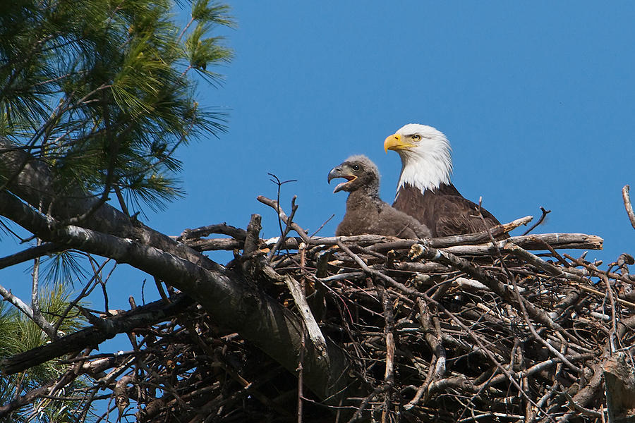 Eagle Nest Photograph by Dale J Martin