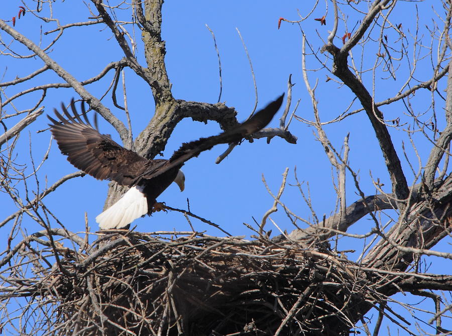 Eagle Nest Landing Photograph by Coby Cooper