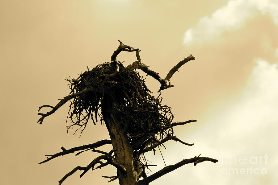 Eagle Nest Photograph by Pamela Walrath