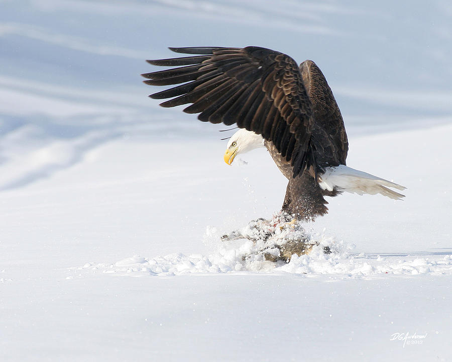 Eagle New Snow New Prey Photograph by Don Anderson