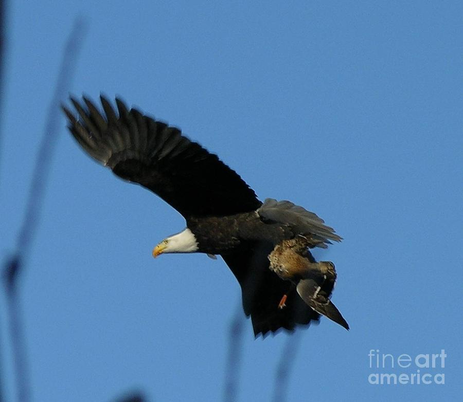 Eagle on flight Photograph by Yumi Johnson