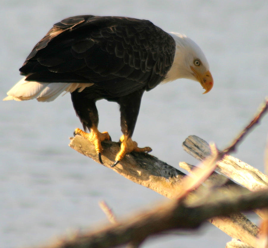 Salmon Photograph - Eagle On His Perch by Kym Backland