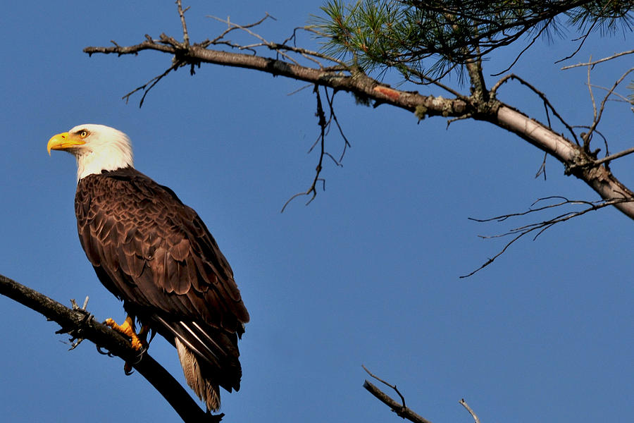 Eagle on the Bog River Photograph by Peter DeFina