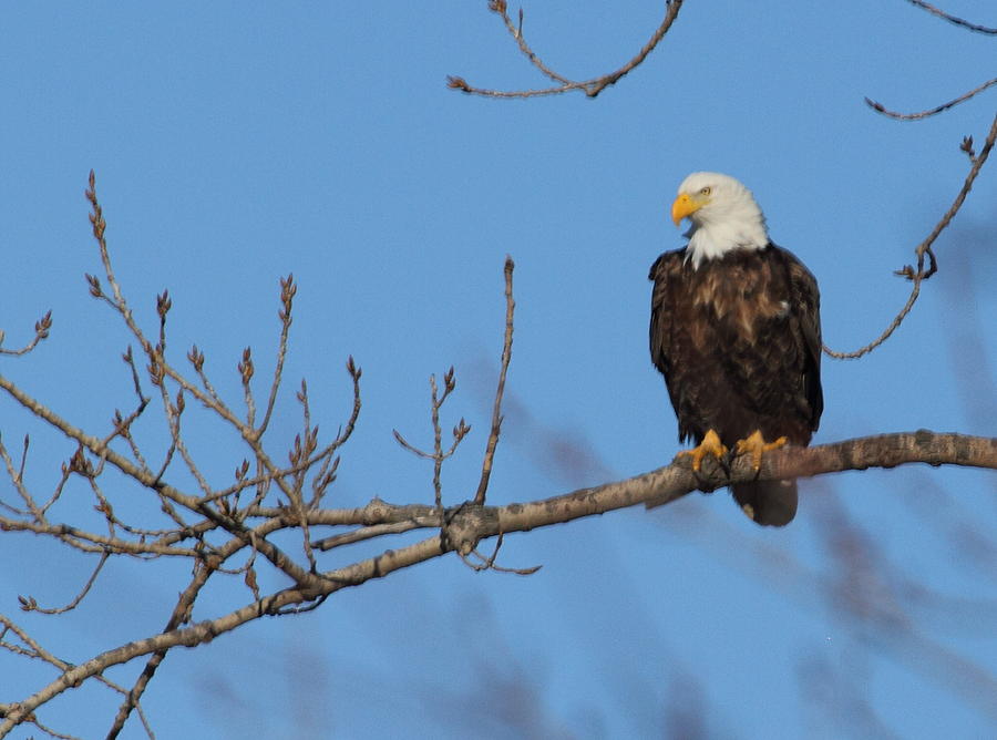 Eagle on the Illinois River Photograph by Coby Cooper