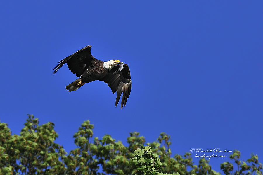 Eagle Over The Tree Top Photograph by Randall Branham