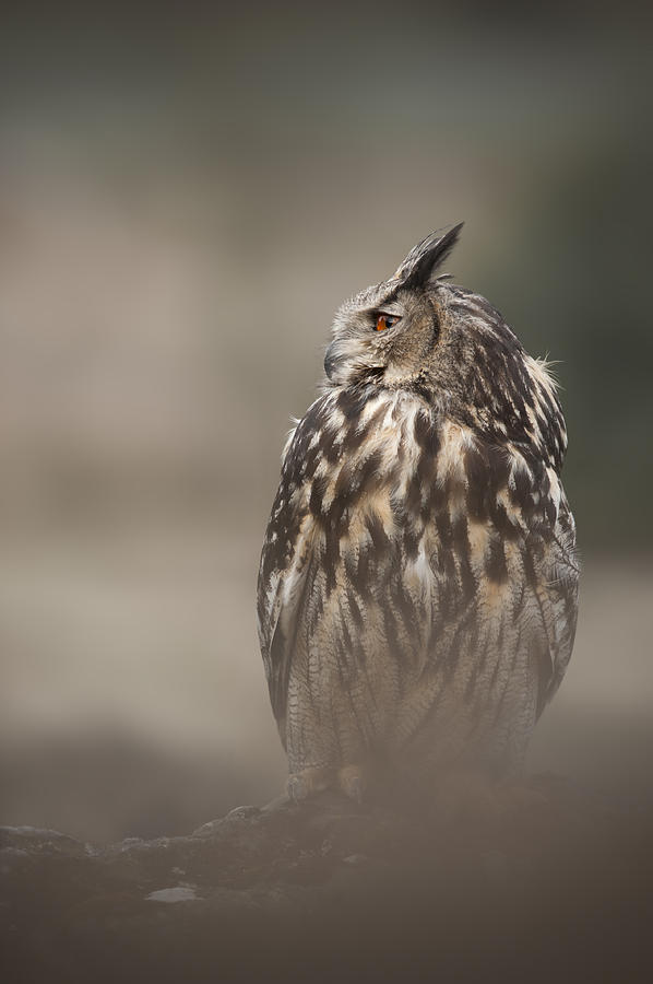Eagle Owl Photograph by Andy Astbury