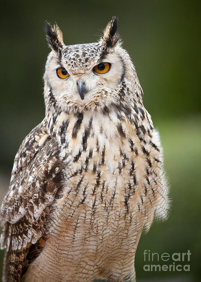 Eagle Owl I Photograph by Chris Dutton