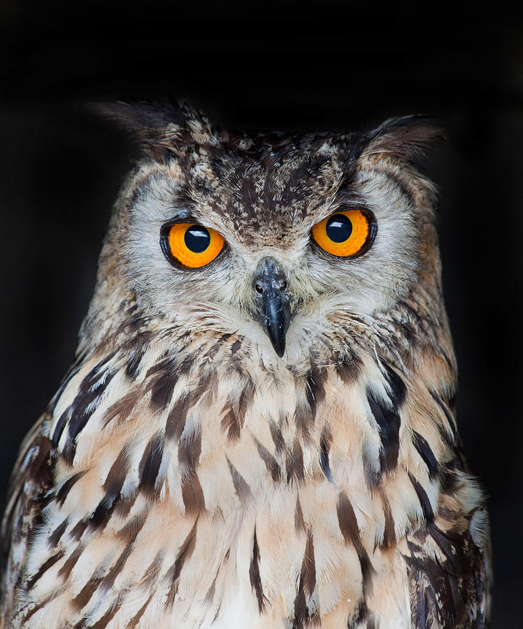 Eagle owl Photograph by Ian Merton