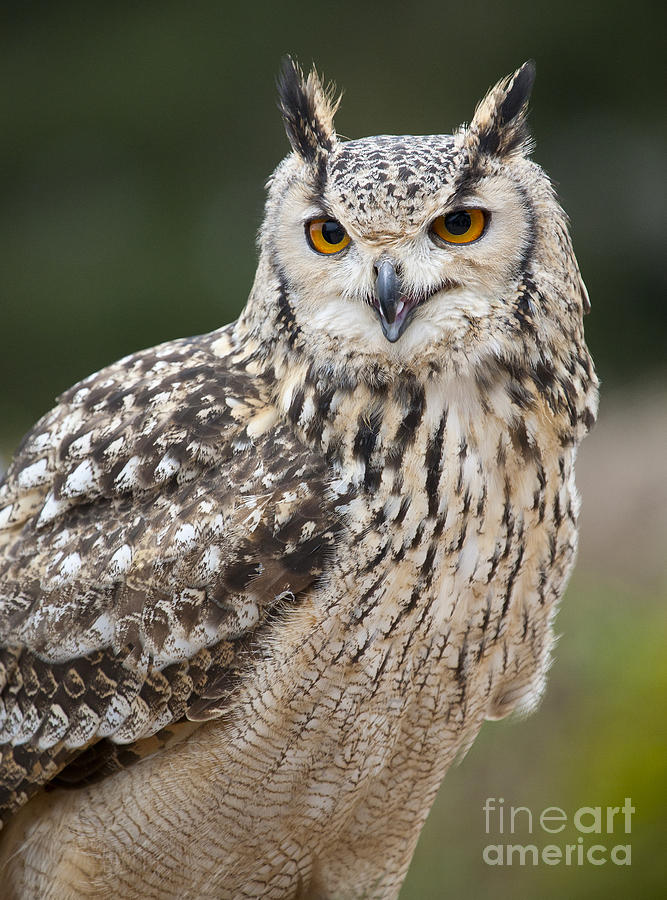 Eagle Owl II Photograph by Chris Dutton