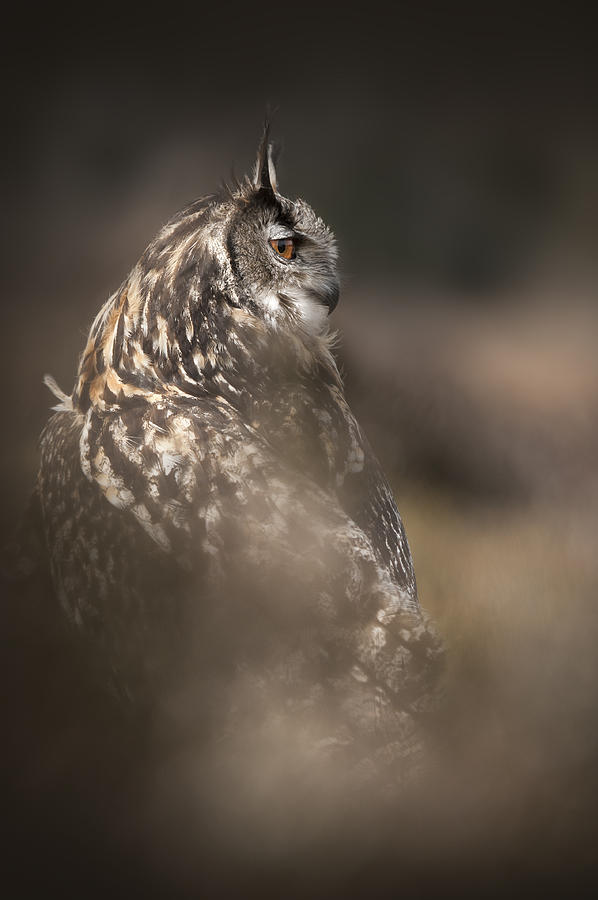 Eagle Owl Portrait Photograph by Andy Astbury