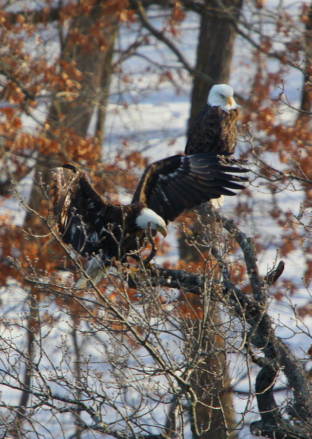 Eagle Pair Photograph by Coby Cooper